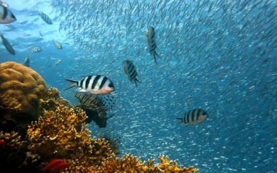 ¿Planeas hacer snorkeling y buceo en San Andrés para tus vacaciones?